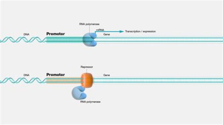 Does rna polymerase bind to the promoter?