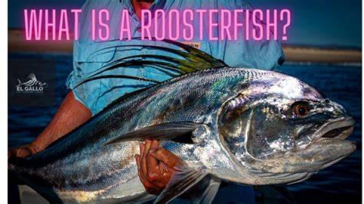 Does rooster fish taste good?