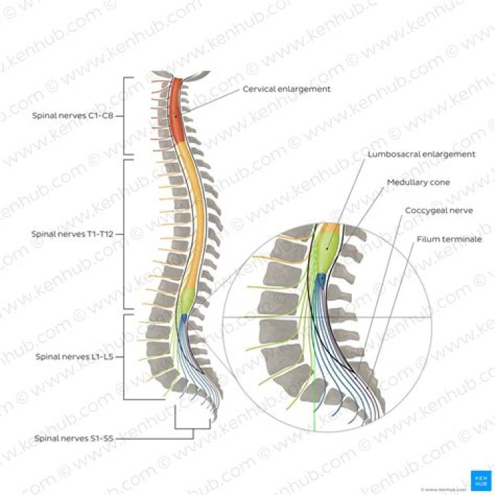 Does spinal cord have meninges?
