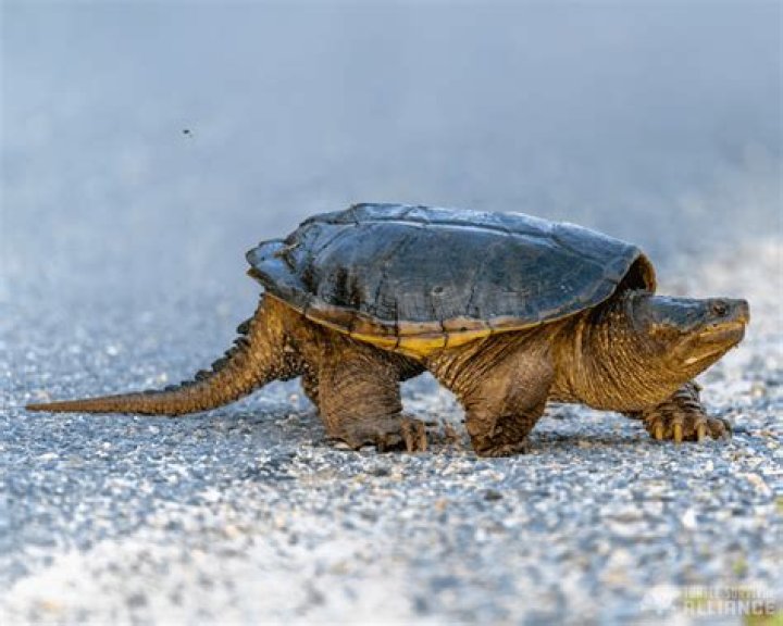 Does turtle have necks?