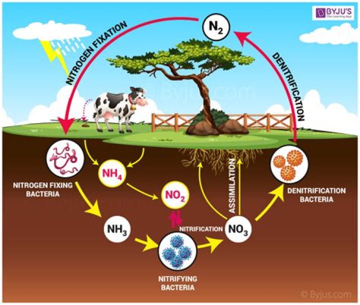 During biological nitrogen fixation nitrogen is converted to?