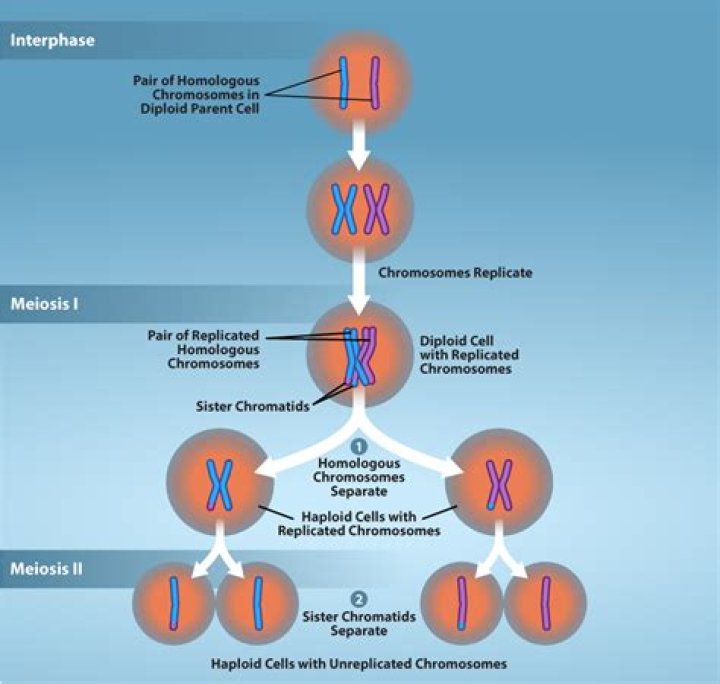 During interphase homologous chromosomes are?