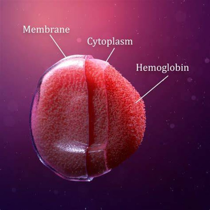Has red blood cell?