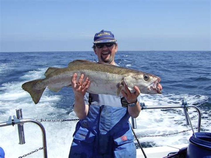 How big do whiting get?