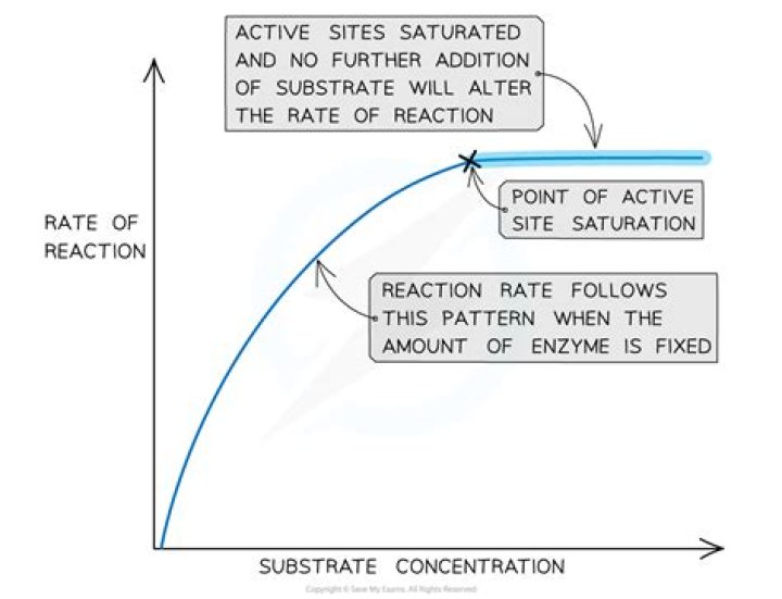 How concentration of substrate affects enzyme activity?