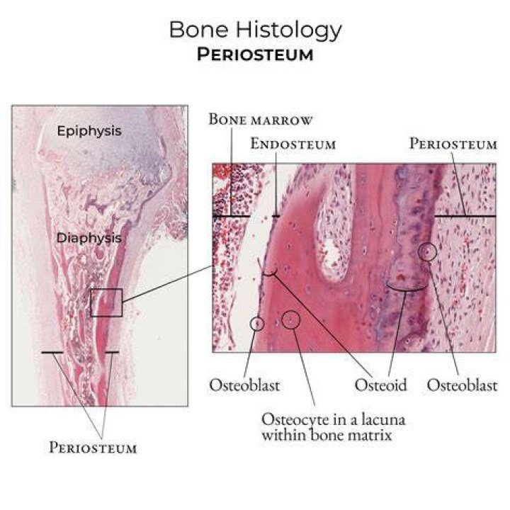 How did the periosteum and endosteum differ in thickness?