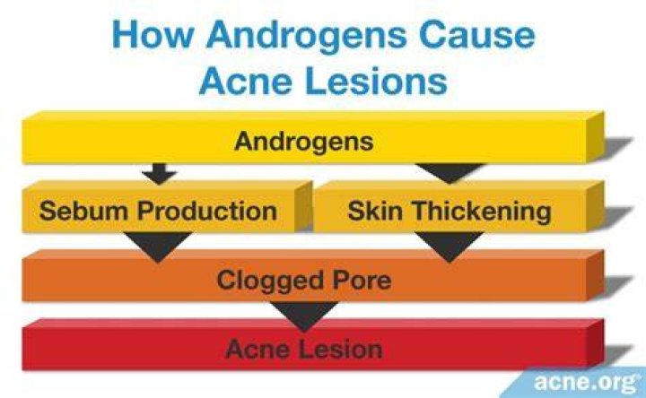 How do androgens cause acne?