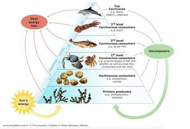 How do shovelnose guitarfish feed?