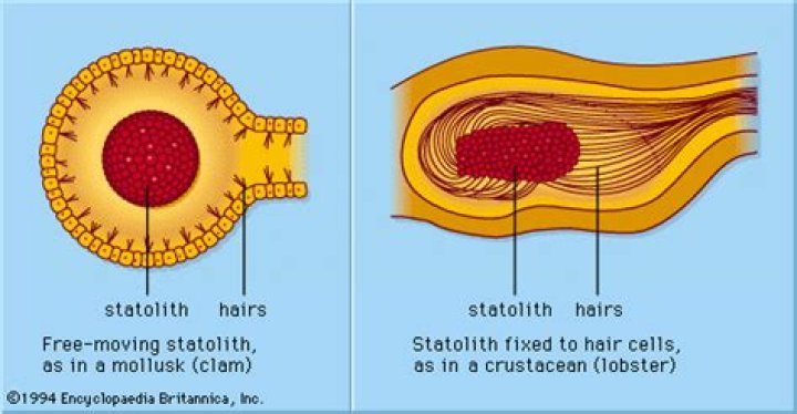 How do statocysts function?