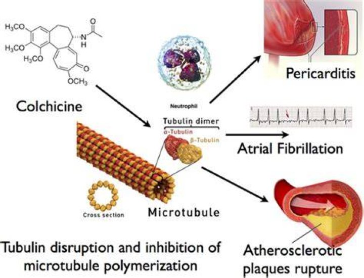 How does colchicine inhibit microtubule polymerization?