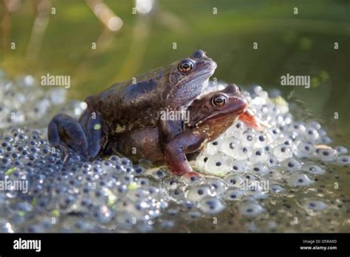 How does frogs mate?