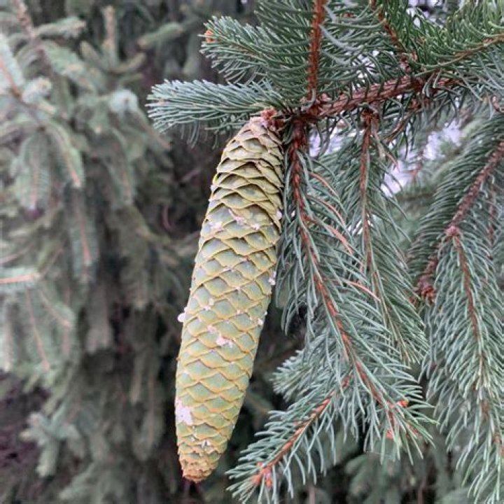 How does picea abies reproduce?