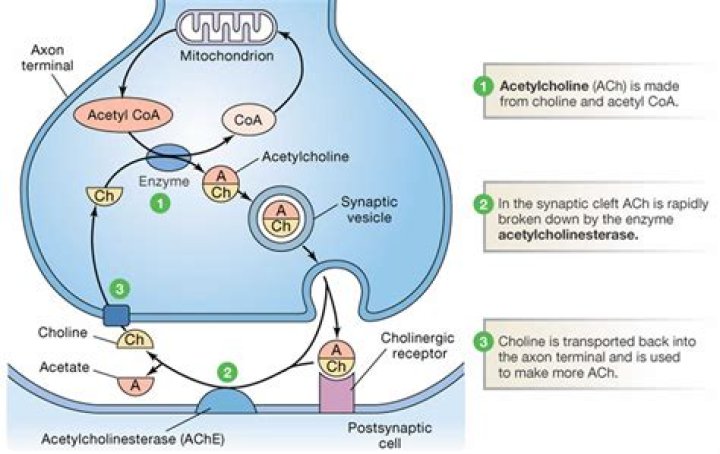 How is acetylcholine eliminated from the synapse?