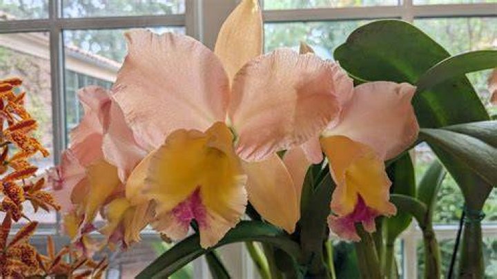 How long before orchid reblooms?