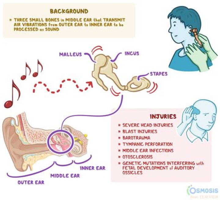 How many ear ossicles are present in human body?
