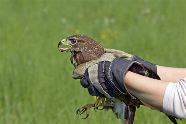 How much do falconers make?