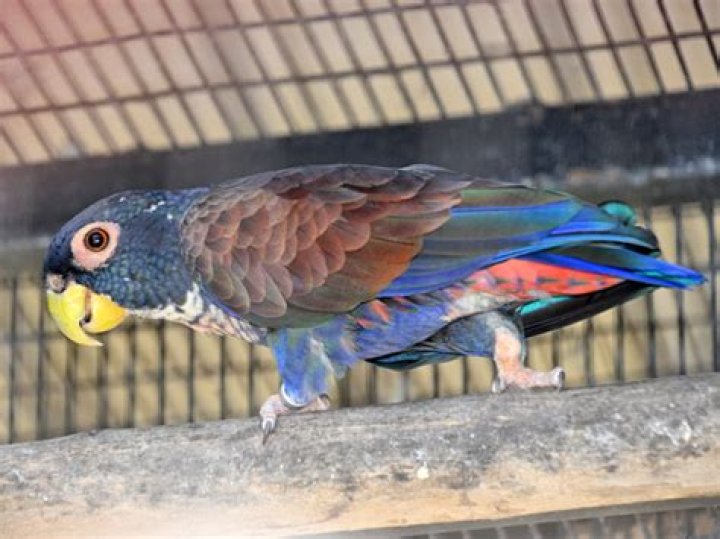 How much is a bronze winged pionus?