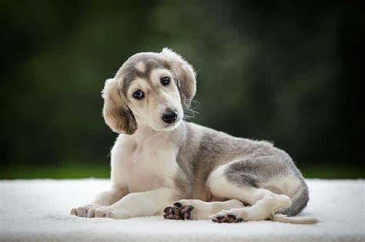 How much is a saluki puppy?