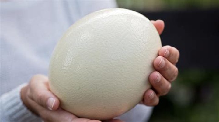 How much is an ostrich egg?