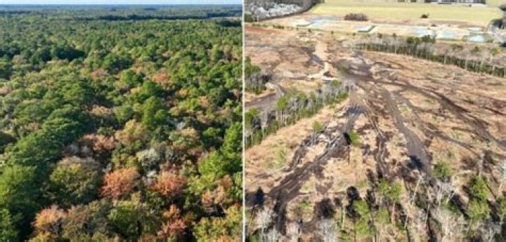 How to clear timbered land?