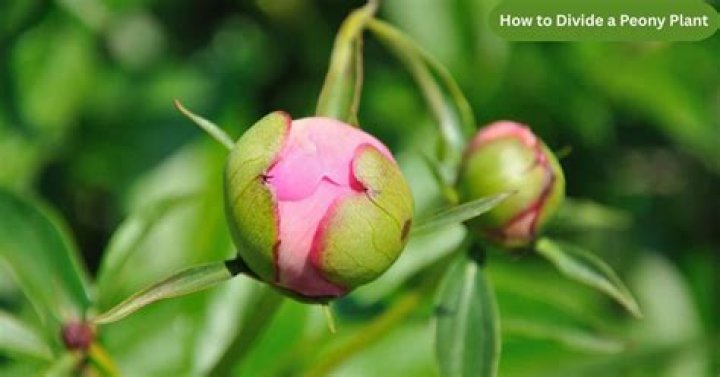How to divide fernleaf peony?