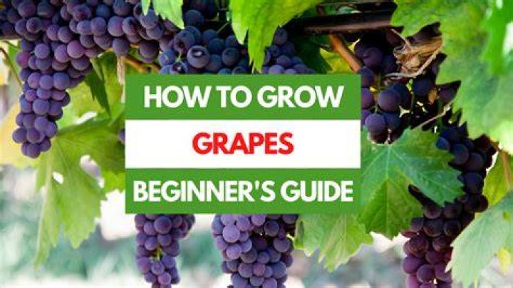 How to grow a grape vine?