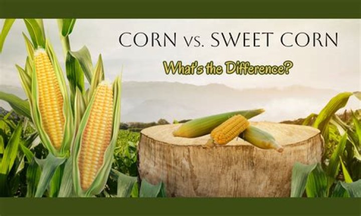 How to tell the difference between field corn and sweet corn?
