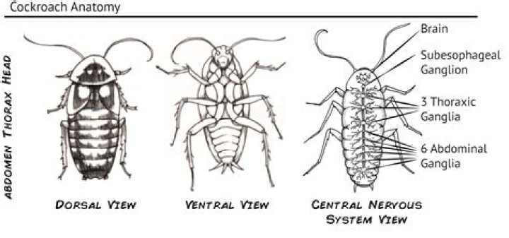 In cockroach the corpora allata is?