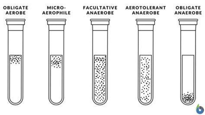 Is a facultative anaerobe?