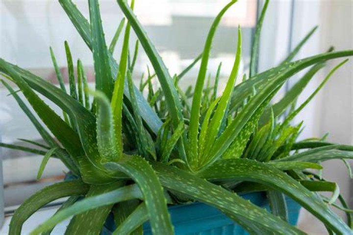 Is aloes good for your face?
