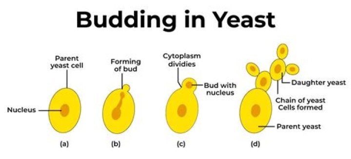 Is amoeba reproduces by budding?