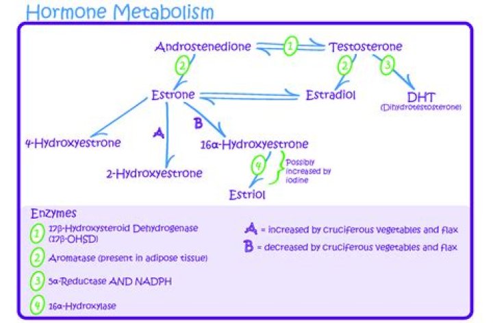 Is androgen good or bad?