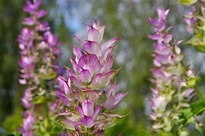 Is clary sage the same as sage?