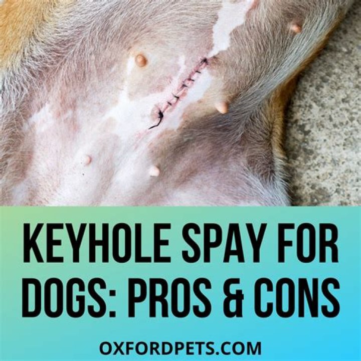 Is dog spaying keyhole?