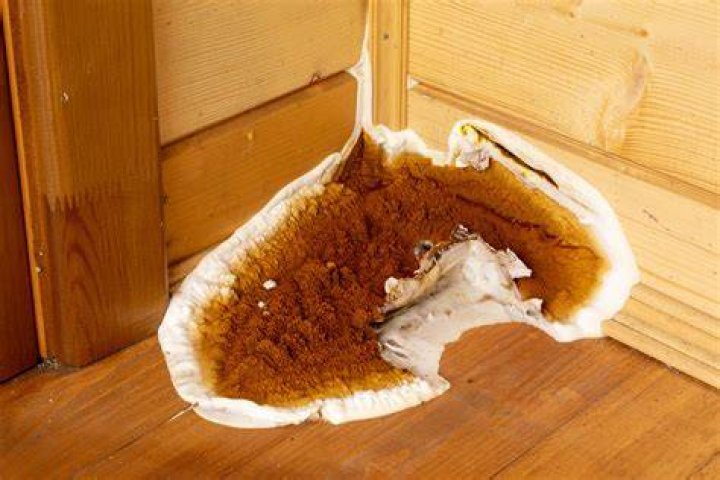 Is dry rot dangerous?