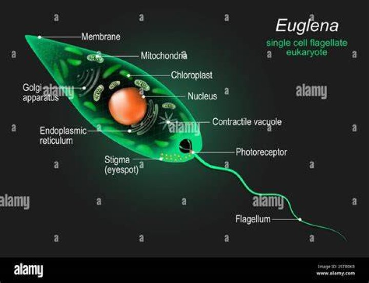 Is euglena a ciliate?