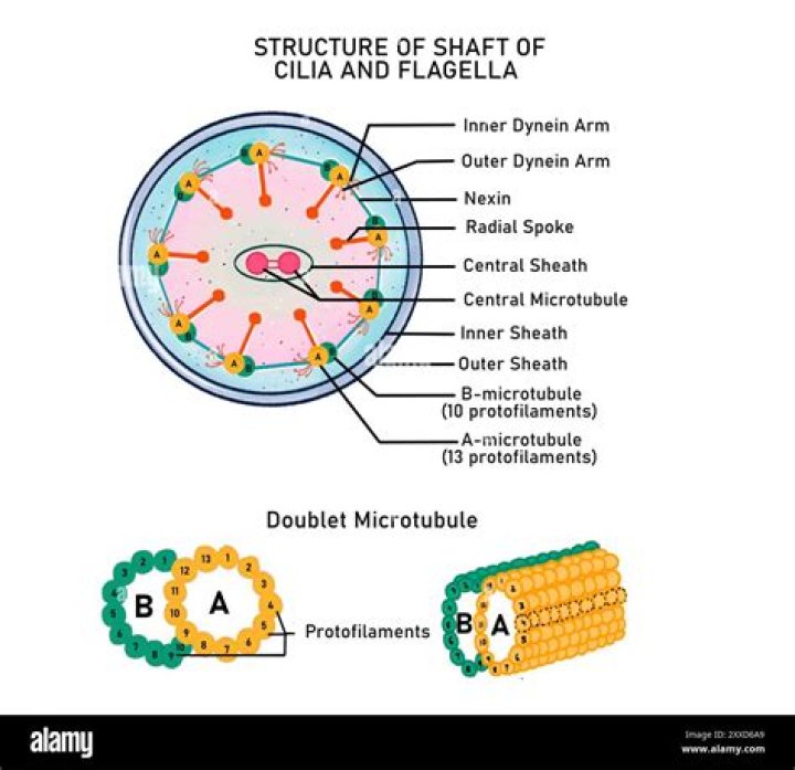 Is flagella a microtubule?