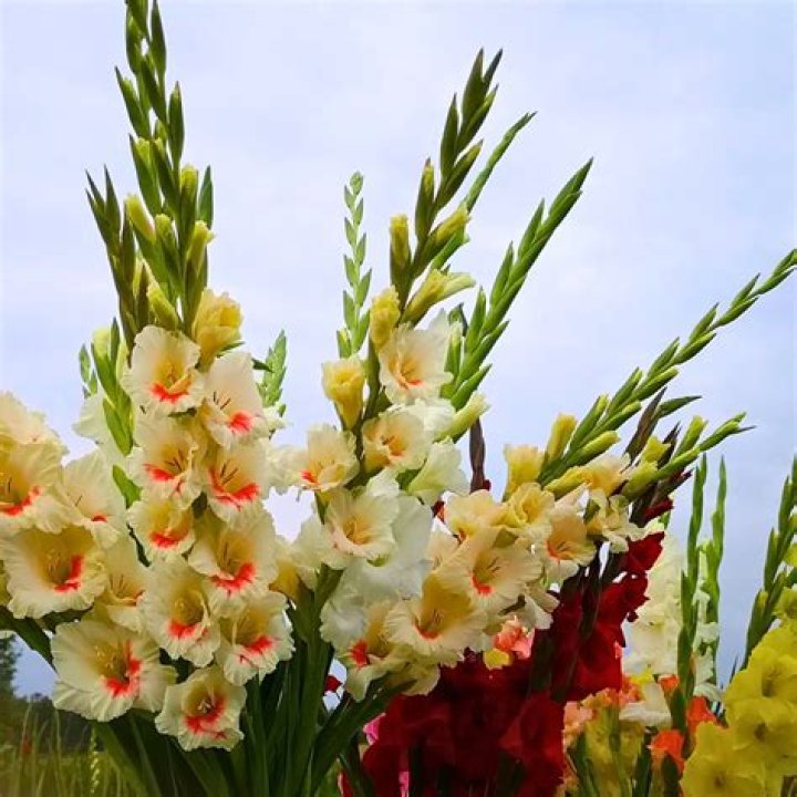 Is gladiolus a real word?