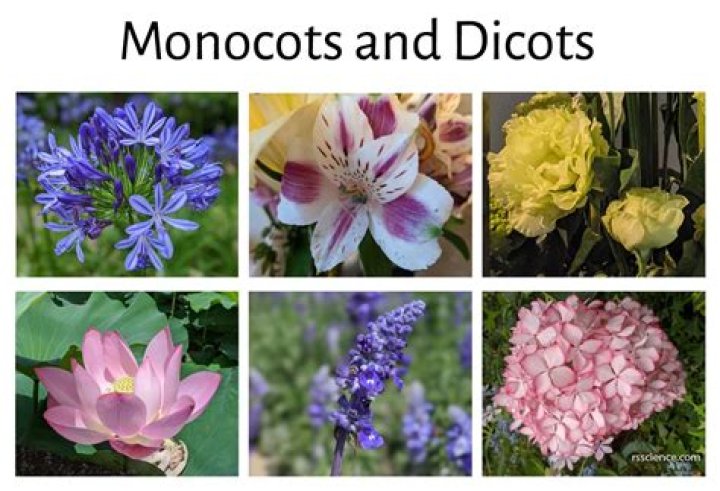 Is lilies monocots or dicots?