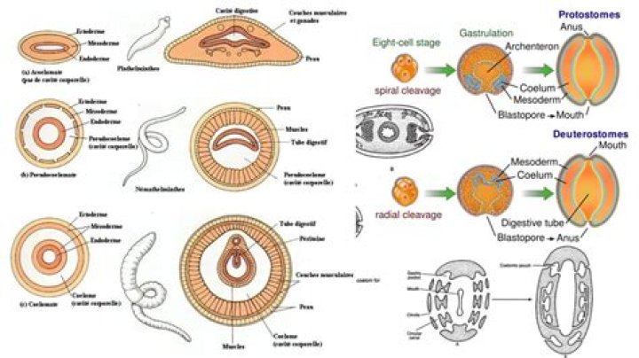 Is metamerism present in mollusca?