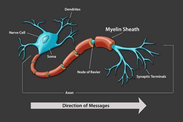 Is myelination a noun?
