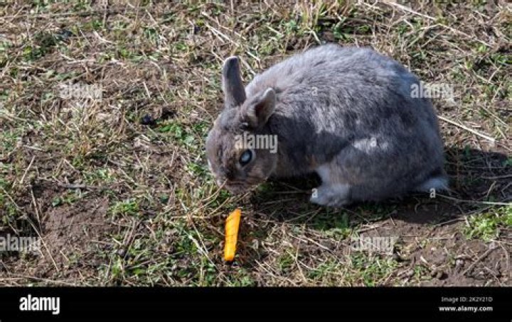Is rabbit a gnawing animal?