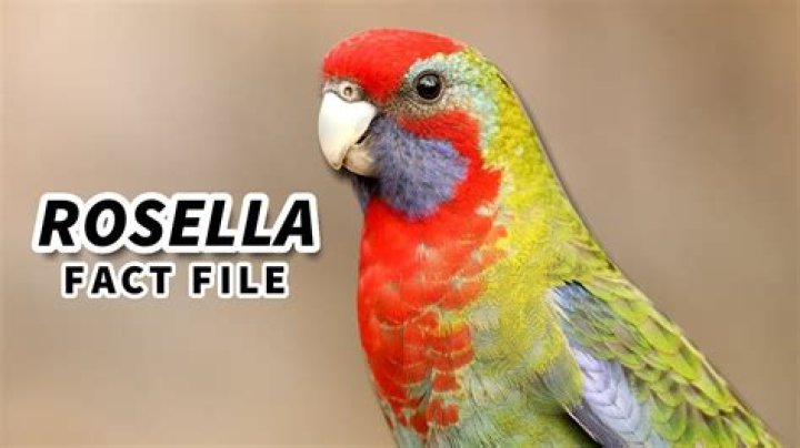 Is rosella australian owned?