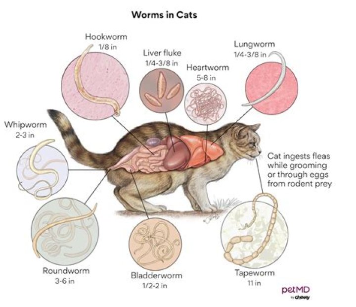 Is round worm contagious in cats?