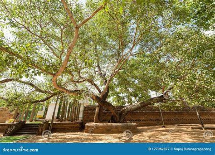 Is the bodhi tree a fig tree?