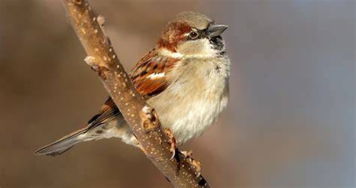 Is there a red breasted sparrow?