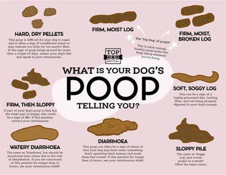 Should a dog poop everyday?