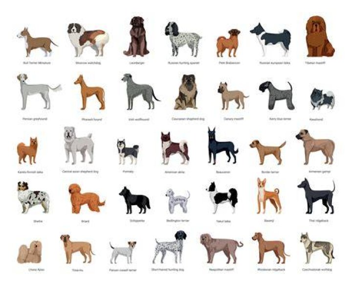 Should dog breeds be hyphenated?