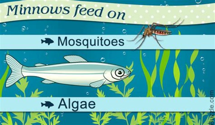 Should i feed minnows to keep them alive?