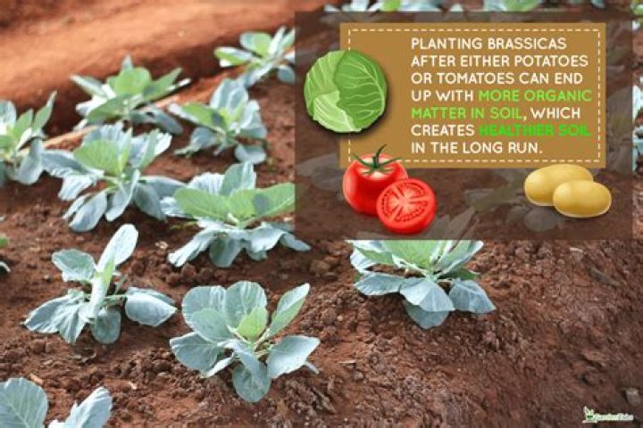 Should you plant brassicas together?